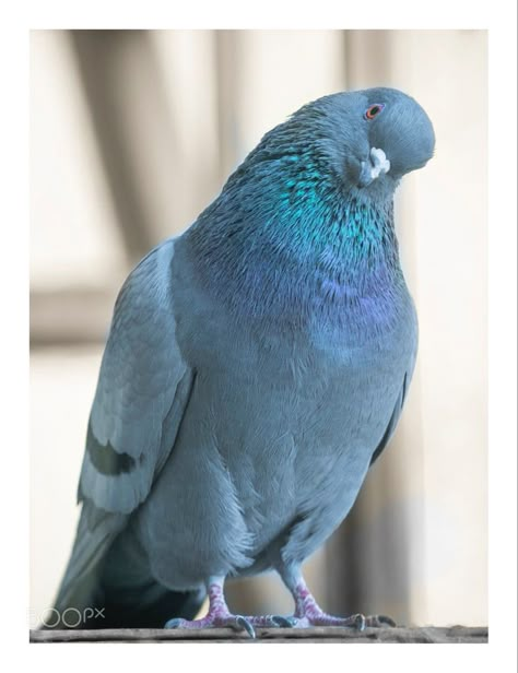 Feral Pigeon, Cute Pigeon, Pigeon Pictures, Dove Pigeon, Dove Pictures, Bird Identification, Bird Care, Funny Birds, Bird Pictures