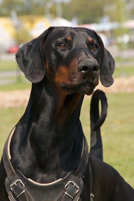 Doberman Long Ears, Doberman Normal Ears, Doberman Uncropped Ears, Uncropped Doberman, Doberman With Floppy Ears, European Doberman Pinscher, Doberman Natural Ears, Doberman Natural, Doberman Pinscher Blue