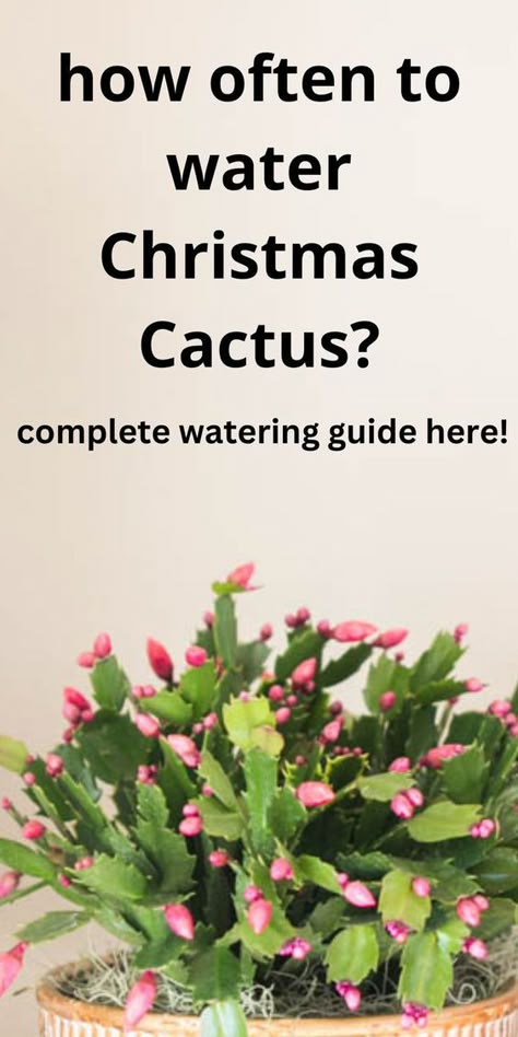 Learn how often to water Christmas cactus, and how much water to give your plants. This works for Thanksgiving cactus as well! Christmas Cactus Care, Christmas Cactus Plant, Thanksgiving Cactus, Holiday Cactus, Cactus Care, Farmhouse Kitchen Ideas, Christmas Cactus, Cactus Plant, Plants Indoor