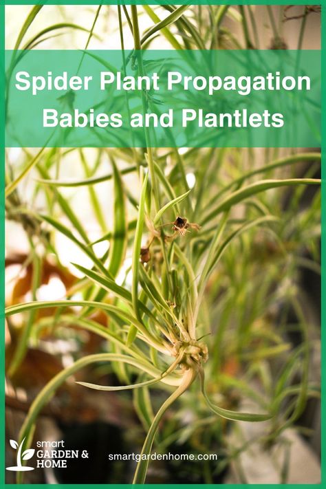 Unlock the secret to growing your spider plant family!

Learn easy propagation methods for beautiful spider plant babies.

Expand your indoor garden effortlessly.

Check it out here! Caring For Spider Plants, How To Propagate Spider Plants, Propagating Spider Plants, Spider Plant Propagation, Propagation Methods, Spider Plant Babies, Airplane Plant, Composting Methods, Spider Baby