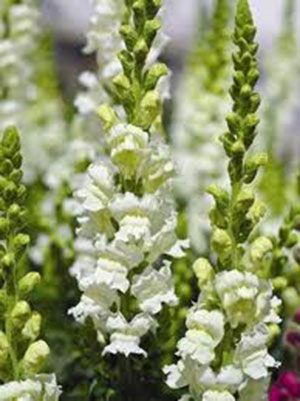 Snapdragon Seeds, Tall Vase Arrangements, Snapdragon Flowers, Wholesale Flowers Wedding, Moon Garden, Diy Wedding Flowers, Annual Flowers, Flower Food, White Gardens