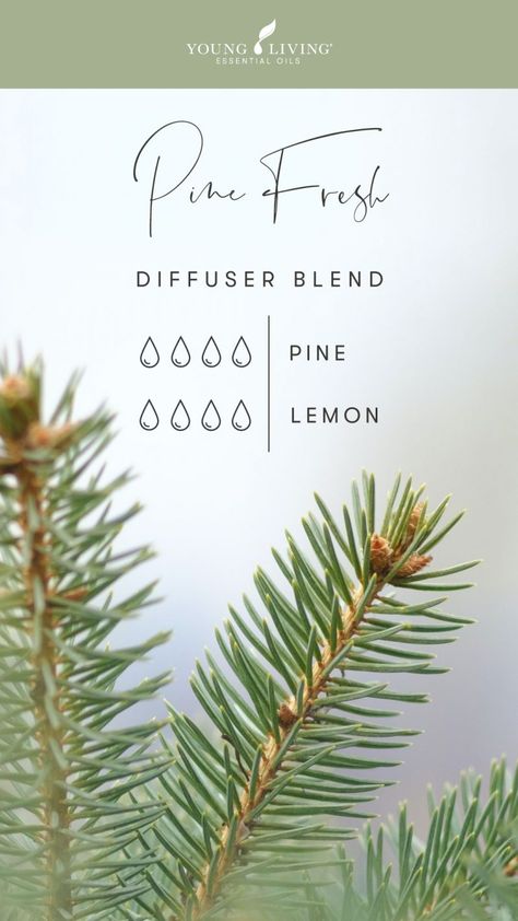 Pine Oil Diffuser Blends, Young Living Pine Diffuser Blends, Young Living Essential Oil Diffuser, Luffa Soap, Lilin Aroma, Young Living Diffuser, Essential Oil Combinations, Essential Oil Diffuser Blends Recipes, Young Living Essential Oils Recipes