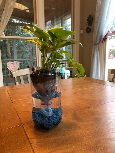 Plastic Bottle Ecosystem, Pop Bottle Ecosystem, Diy Ecosystem In A Jar With Water, Eco System Projects For Kids, Diy Ecosystem, Biosphere Project, Self Sustaining Ecosystem, Ecosystem In A Jar, Diy Science Experiments For Kids