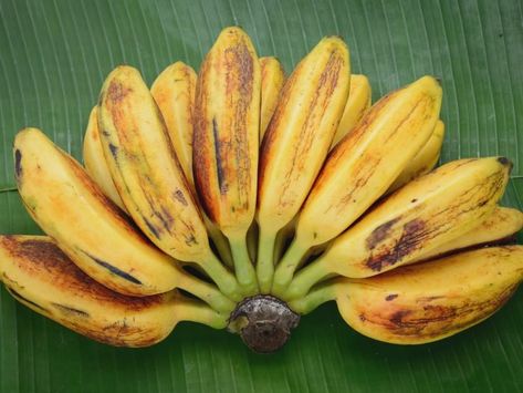 Ripe sweet saba banana on a banana leaf Saba Banana, Banana Uses, Atkins Diet Recipes, Banana Benefits, Ketosis Diet, Banana Fruit, Elimination Diet, Delicious Fruit, Health Blog