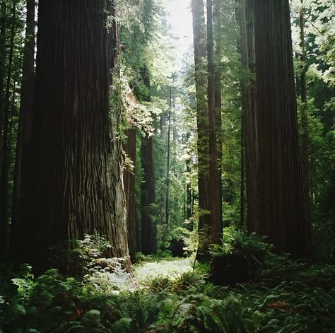 Trees In The Forest, 숲 사진, Tall Trees, Walk In The Woods, Tree Forest, Alam Yang Indah, Nature Aesthetic, Enchanted Forest, In The Forest