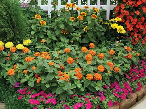 AAS Winning Zinnias | All-America Selections | All-American Cottage Flower Garden, Wall Of Flowers, Flower Landscaping, Paint A Wall, Easy Garden Ideas, Plants That Attract Butterflies, Zinnia Garden, Bee Hummingbird, Backyard Escape