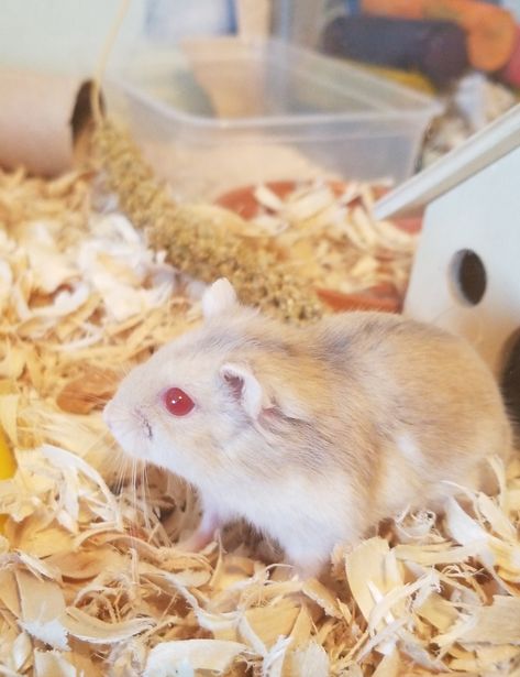 Theodore and his cute red eyes :D What Causes Red Eyes, Hamster Care, Hamster Cage, Unusual Animals, Cute Hamsters, White Bear, Fluffy Animals, Pink Eyes, Beach Painting