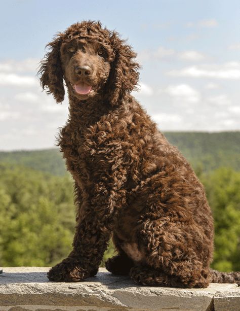 Meet the Irish Water Spaniel: A Water-Loving "Irishtocrat" - Dogster Cat Hygiene, Dog Hygiene, Irish Water Spaniel, American Water Spaniel, Water Spaniel, Smartest Dog Breeds, Rat Tail, Hypoallergenic Dogs, Loyal Dogs