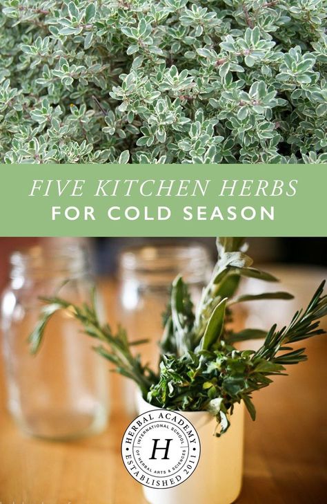 Herbal Academy, Herbal Remedies Recipes, Kitchen Herbs, Herbal Tinctures, Herbal Apothecary, Herbs For Health, Emergency Department, Natural Health Remedies, Healing Herbs