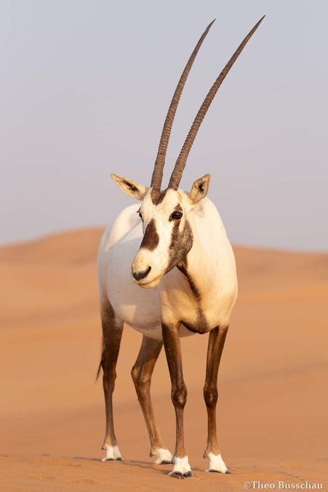 Arabian Oryx, Animals With Horns, Ocean Plants, Deer Photos, Pretty Animals, African Wildlife, Animal Games, Cute Wild Animals, Jolie Photo