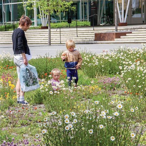 Biodiverse Lawn, Love The World, Lawn Alternatives, Lawn And Landscape, Succulent Gardening, Green City, Not Love, Rooftop Garden, Green Lawn