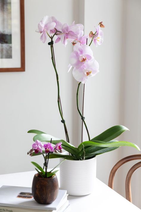 Phalaenopsis: Orchids for a Beginning Gardener Pink Orchids Centerpiece, Orchids Phalaenopsis, Orchid Corsages, Orchid Bouquet Wedding, Phalaenopsis Orchid Care, Orchid Plant Care, Blooming Orchid, Orchid Centerpieces, Moth Orchid