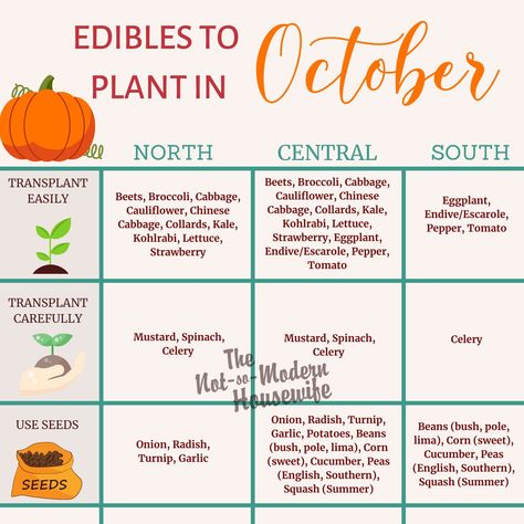 Plants To Plant In Fall, What To Plant In October, Cake Mix With Pudding, Herbs To Plant, Strawberry Varieties, Best Vegetables, Florida Plants, Refined Coconut Oil, Florida Gardening