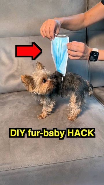 Diy Yorkie Clothes, Cat Gifts Diy, Yorkie Clothes, Dog Clothes Diy, Yorkie Lovers, Dog Brain, Raining Cats And Dogs, Animal Cute, Dog Diapers