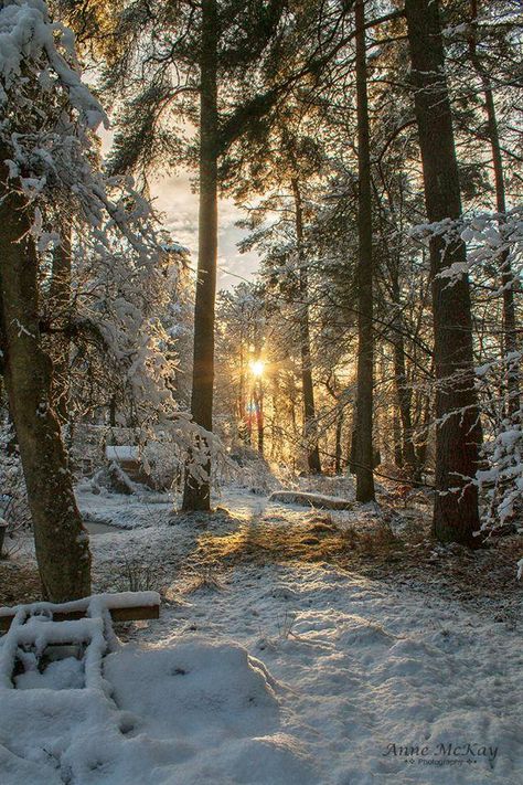 Winter Woods Wonderland in Scotland Winter Woods Aesthetic, Winter Aethestic, Forest Winter Aesthetic, Winter Forest Photography, Winter Woods Wallpaper, Winter Forest Landscape, Winter Scotland, Winter In Scotland, Winter In The Woods