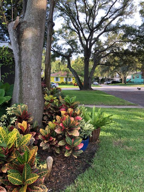 Flower Beds In Front Of House Florida, Florida Front Of House Landscaping, Florida Curb Appeal Front Yards, Florida Outdoor Plants, Florida Yard Ideas, Florida Home Landscaping, Florida Landscaping Ideas Front Yards Curb Appeal, North Florida Landscaping, Florida Curb Appeal