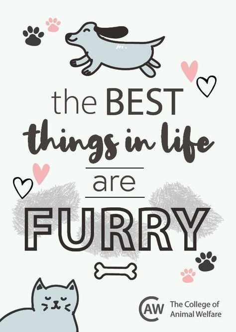 Animal Lover Quotes Feelings, Pet Lover Quotes, Cat Lovers Quotes, Funny Pet Quotes, Veterinarian Quotes, Pet Lovers Quotes, Dog Merch, Mom Painting, Animal Love Quotes