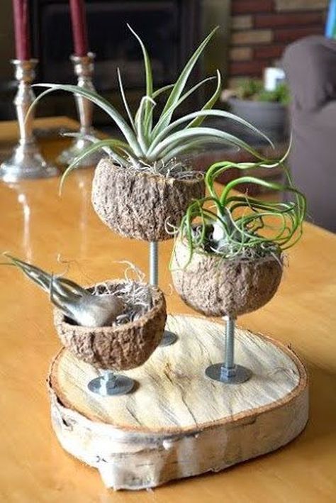 Amazing air plants and more! Takken Decor, Recycled Planters, Air Plants Decor, Coconut Shell Crafts, Amazing Plants, نباتات منزلية, Air Plant Display, Support Plante, Deco Nature