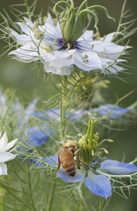 [Abeja polinizando flores de amor-en-la-niebla] Mist Flower, Love In The Mist, Art Biz, Bee Garden, Blue Garden, Airbrush Art, Cactus Y Suculentas, The Mist, Save The Bees