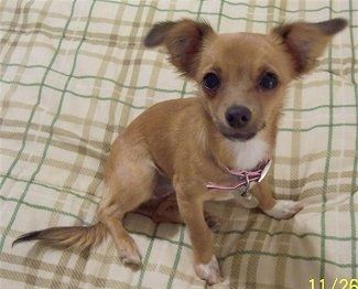 Jack Chi Dog Breed Pictures, 1 Jack Russell Chihuahua, Jack Russell Chihuahua Mix, Jack Chi, Chi Dog, Terrier Mix Breeds, Dog Breeds Pictures, Cute Chihuahua, Chihuahua Mix, Poodle Mix