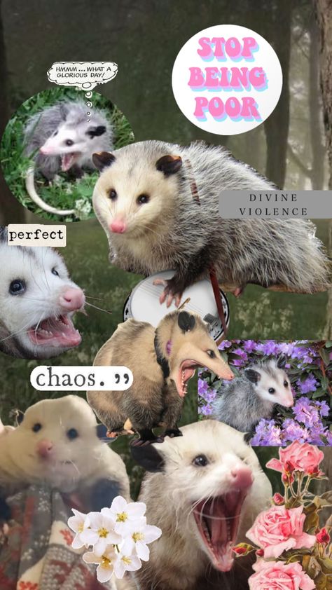 Unhinged Wallpaper, Chaoscore Wallpaper, Possum Aesthetic Wallpaper, Opossum Wallpaper Iphone, Cute Possum Wallpaper, Opposum Wallpaper, Opossum Aesthetic, Possum Wallpaper Iphone, Trash Wallpaper