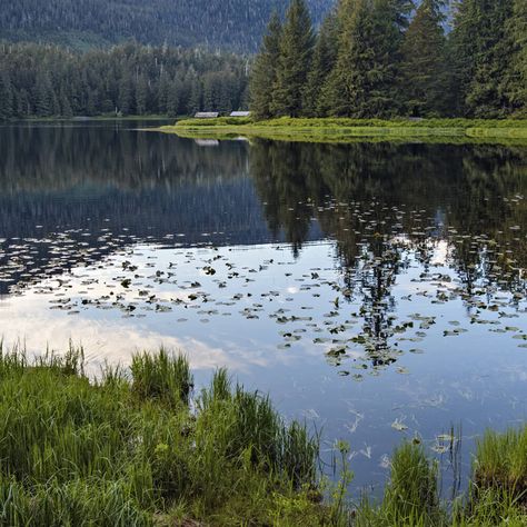 Tongan Culture, Tongass National Forest, Deer Crossing, Teddy Roosevelt, Temperate Rainforest, Wild Forest, Central California, Group Tours, National Forest