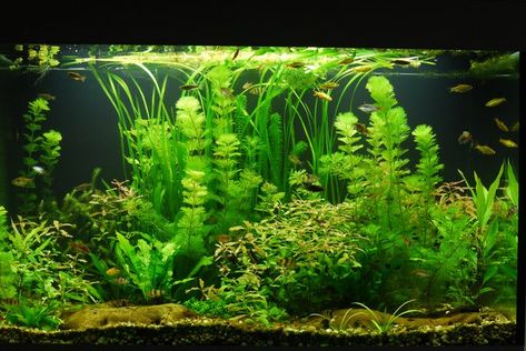 Anyone Use Diane Walstad Method for Low Tech Tank? - The Planted Tank Forum Low Tech Planted Aquarium, Walstad Tank, Walstad Aquarium, Walstad Method, Fish Aquarium Decorations, Fish Tank Themes, Fish Tank Terrarium, Fish Tank Design, Aquascape Design