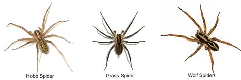 Spider Identification: Hobo Spider vs Grass Spider vs Wolf Spider - Album on Imgur Spider Prevention, Spider Identification, Hobo Spider, Spider House, Brown Recluse Spider, Recluse Spider, Types Of Spiders, Get Rid Of Spiders, Brown Recluse