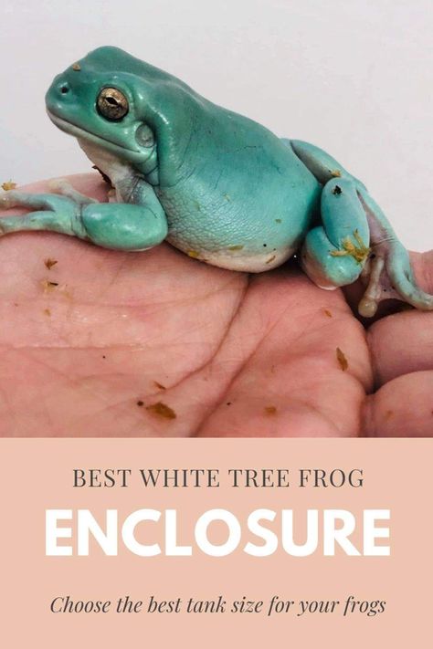 Learn how to choose a perfect cage for white tree frogs. Whites Tree Frog Care, White Tree Frog Care, Dumpy Tree Frog Terrarium, Frog Vivarium Ideas, Whites Tree Frog Enclosure, White Tree Frog Enclosure, Whites Tree Frog Terrarium, Frog Terrarium Ideas, Tree Frog Enclosure