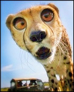 Love this guy.  Think he may be my personal avatar from now on.  :P Cheetah Pictures, Cheetah Baby, Animals Background, Exotic Cats, Funny Animal Quotes, Cute Animals Images, Cheetahs, Silly Animals, Arte Animal