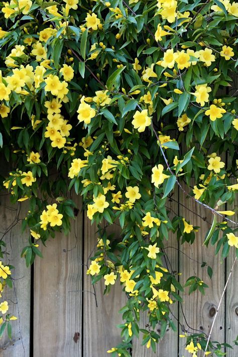 Patio With Vines, Wall Vines Outdoor, Fence Vines Privacy, Mandevilla Vine On Fence, Vines On Wood Fence, Climbers On Fence, Hanging Flower Vines, Best Vines For Trellis, Full Sun Climbing Plants Flowering Vines