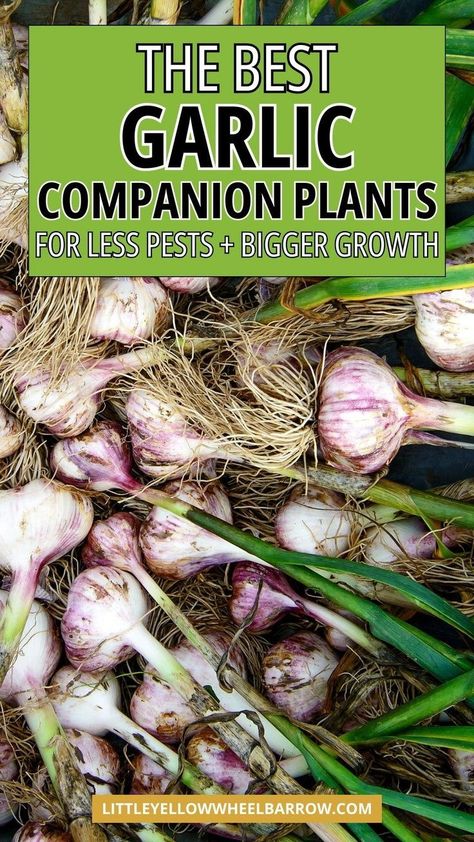 the top companion plants for garlic! Learn what to plant with garlic for bigger growth and less garden pests. These are the top growing ideas for garlic including which plants to plant with garlic for a big harvest. Learn how to companion planting can help grow better garlic. Read all about the best companion plants for garlic- and which herbs, flowers, and vegetables should be kept away from garlic in the vegetable garden. Garlic Companion Plants, Garlic Garden, Garden Design Ideas On A Budget, Best Companion Plants, Harvesting Garlic, Planting Garlic, Planting Onions, Vegetable Garden Tips, Small Vegetable Gardens