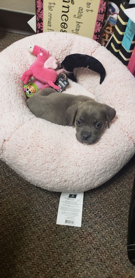 Cane Corso puppy at 8 weeks Cane Corso Puppies, Cane Corso, Animals And Pets, Puppies, Animals