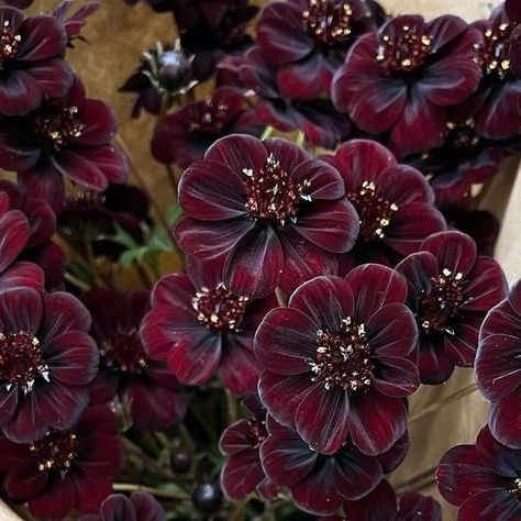 Farmer Bailey on Instagram: "Chocolate Cosmos are sweetly scented, richly saturated, and totally irresistible.  @faeflowerfarm grew these treats from our @gro.n.sell catalog of plugs. Order your own from the full menu at farmerbailey.com. 

Editor’s Note: Chocolate Cosmos are non-toxic to humans, but they are not edible. Enjoy their vanilla-cocoa essence via nose only!" Chocolate Cosmos Flower Aesthetic, Chocolate Cosmos Aesthetic, Toxic Flowers, Chocolate Cosmos Flower, 80s Wedding, Dead Flowers, Chocolate Cosmos, Chocolate Flowers, Cosmos Flowers