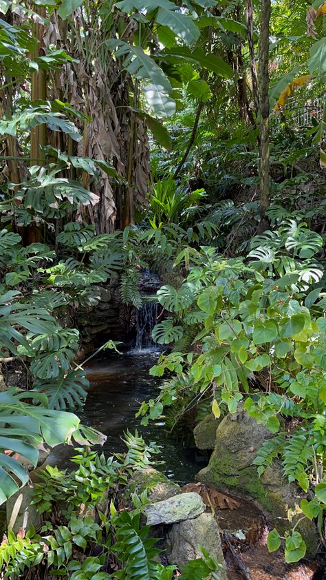 Jungle Mountains, Vietnam Jungle, Jungle Habitat, Rainforest Biome, Forest Pond, Tropical Environment, Rainforest Theme, Jungle Photography, Rainforest Plants