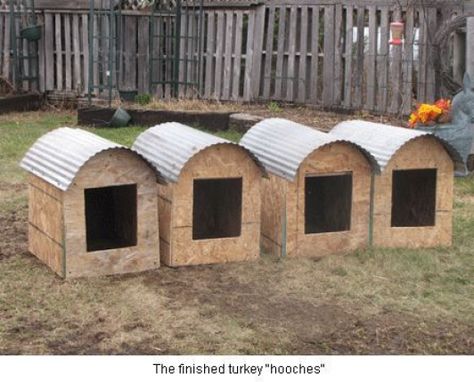 Tree Surround, Raising Turkeys, Turkey Farm, Best Egg Laying Chickens, Nest Boxes, Portable Chicken Coop, Egg Laying Chickens, Free Range Chickens, Poultry Farm