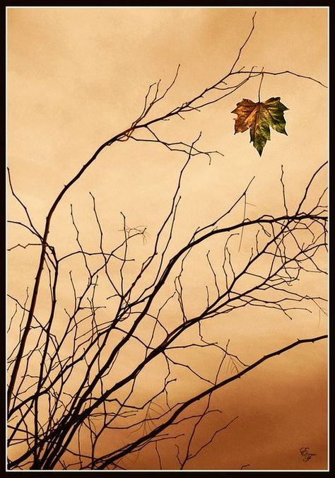 ✯ Last One The Last Leaf, Leaves Of Grass, Leaf Collection, Earth Spirit, Autumn Beauty, Best Seasons, Garden Trees, 4 Seasons, Autumn Trees