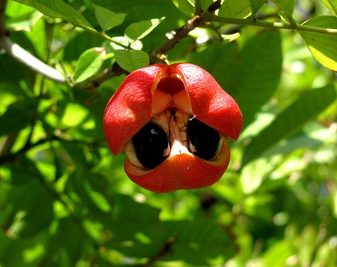 ackee | The Ackee Tree | Flickr - Photo Sharing! Ackee Tree, Ackee Fruit, Bone Strength, Nutrition Guide, Carnival Cruise, Lean Body, Exotic Fruit, Nutritional Value, Healthy Diet Plans