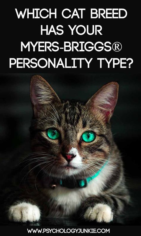 Find out which cat has your #MBTI type! #INFJ #INFP #ENFJ #ENFP #ISTJ #ISFJ #ENTJ #INTP #ENTP #ESFJ Enfp Istj, Istj Isfj, Infp Enfj, Boy Cat Names, Cat Health Problems, Mbti Type, Myers Briggs Personality Types, Exotic Cats, Myers Briggs Personalities