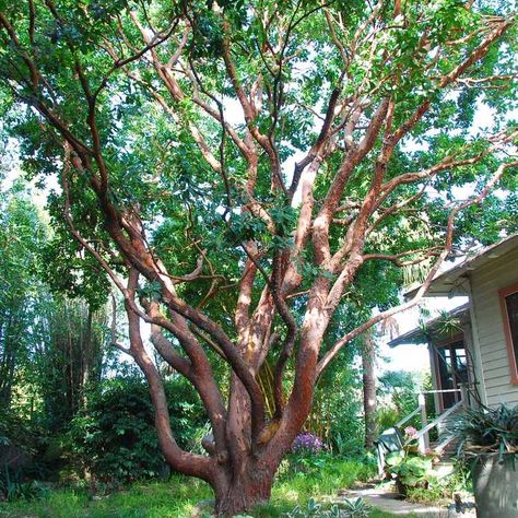 One of my favorite trees in the world, Arbutus unedo-Strawberry Tree Arbutus Marina, Arbutus Tree, Texas Trees, Texas Spring, Small Trees For Garden, Texas Plants, Strawberry Tree, Manzanita Tree, Backyard Trees