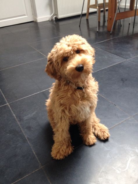 Labradoodle medium size, 15 weeks old. Medium Sized Goldendoodle, Medium Labradoodle, Labradoodle Medium, Labradoodle Grooming, Fuzzy Animals, Australian Labradoodle, Dogs Breeds, Ideal Life, Puppy Stuff