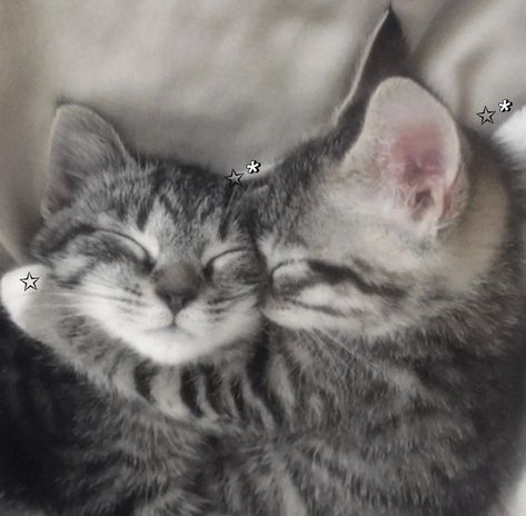 Pets Craft, Love For Animals, Cat Couple, Cat Cuddle, Silly Cats Pictures, Y2k Coquette, Cat Icon, Favorite Animal, Sleepy Cat