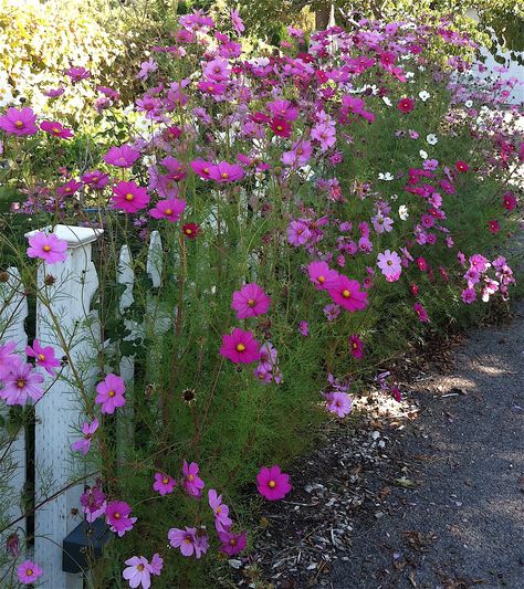 Color and fence Cheap Gardening, Purple Perennials, Flower Fence, Cosmos Flowers, Have Inspiration, Garden Gate, Trendy Flowers, Gorgeous Gardens, Garden Cottage