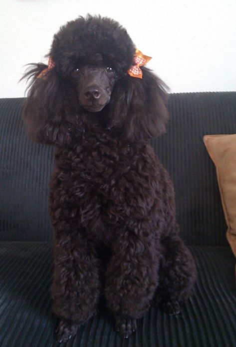 Black Poodles Miniature, Dark Brown Toy Poodle, Black Standard Poodle, Phantom Poodle Miniature, Poodle Memes Funny, Animals