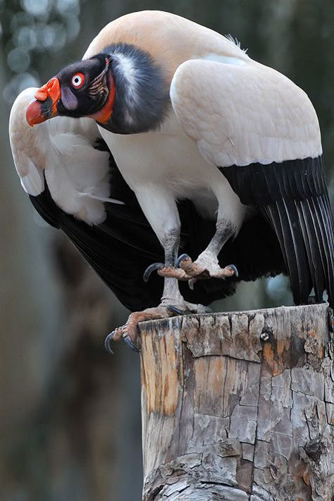 King Vulture, Kinds Of Birds, Airbrush Art, Nature Birds, White Bird, Big Bird, Bird Pictures, Exotic Birds, Pretty Birds