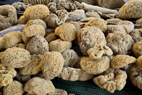 Natural sea sponge. Natural sponge harvested in Kalymnos, Greece #Sponsored , #Sponsored, #ad, #sea, #Greece, #Kalymnos, #Natural Kalymnos Greece, Ancient Grains Bowl, Himation Ancient Greece, Dittany Of Crete, Natural Sea Sponge, Natural Sponge, Sea Sponge, Greece, Stock Images