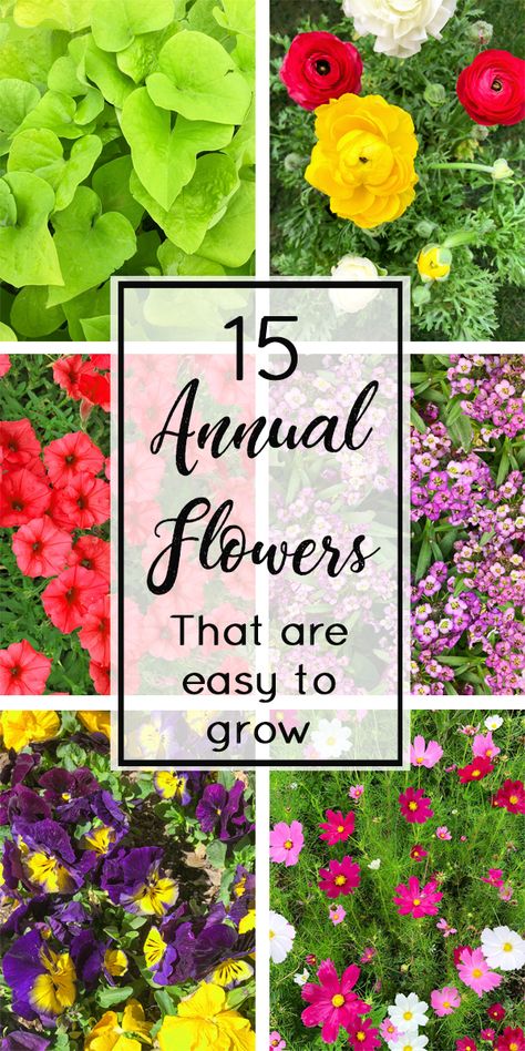 15 Annual Flowers that are easy to grow! #gardening #flowers #howtogarden #garden #flowergarden #flower #annual #annualflowers #annualplants #easytogrow Annual Plants For Pots, Easy Annual Flowers, Annual Plants Front Yards, Annual Flower Garden, Annual Flower Beds, Garden Annuals, Plant Knowledge, Boxwood Landscaping, Annual Garden