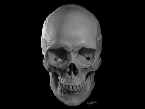 ArtStation - Female human skull 3d sculpture, Grzegorz Korniluk Skull Female, Skull References, Horror Artwork Illustrations, Female Skull, Skull Template, Skull Anatomy, Skull Reference, Skull Model, Digital Sculpture