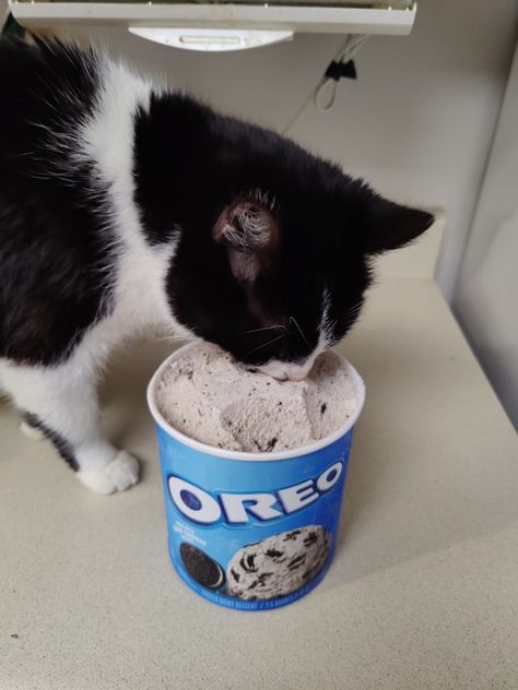 Smudge likes Oreo ice cream Oreo Ice Cream, Eating Ice, Eating Ice Cream, Oreo, Ice Cream, Cream, Pins