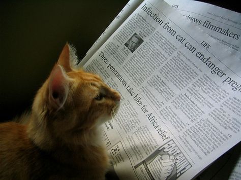 A whole newspaper and it doesn't say anything about cats... #cats Schrödinger's Cat, Reading Newspaper, Library Bookshelves, Cat Wedding, Cat Reading, Cat Books, World Of Books, Interesting Articles, Animals Images